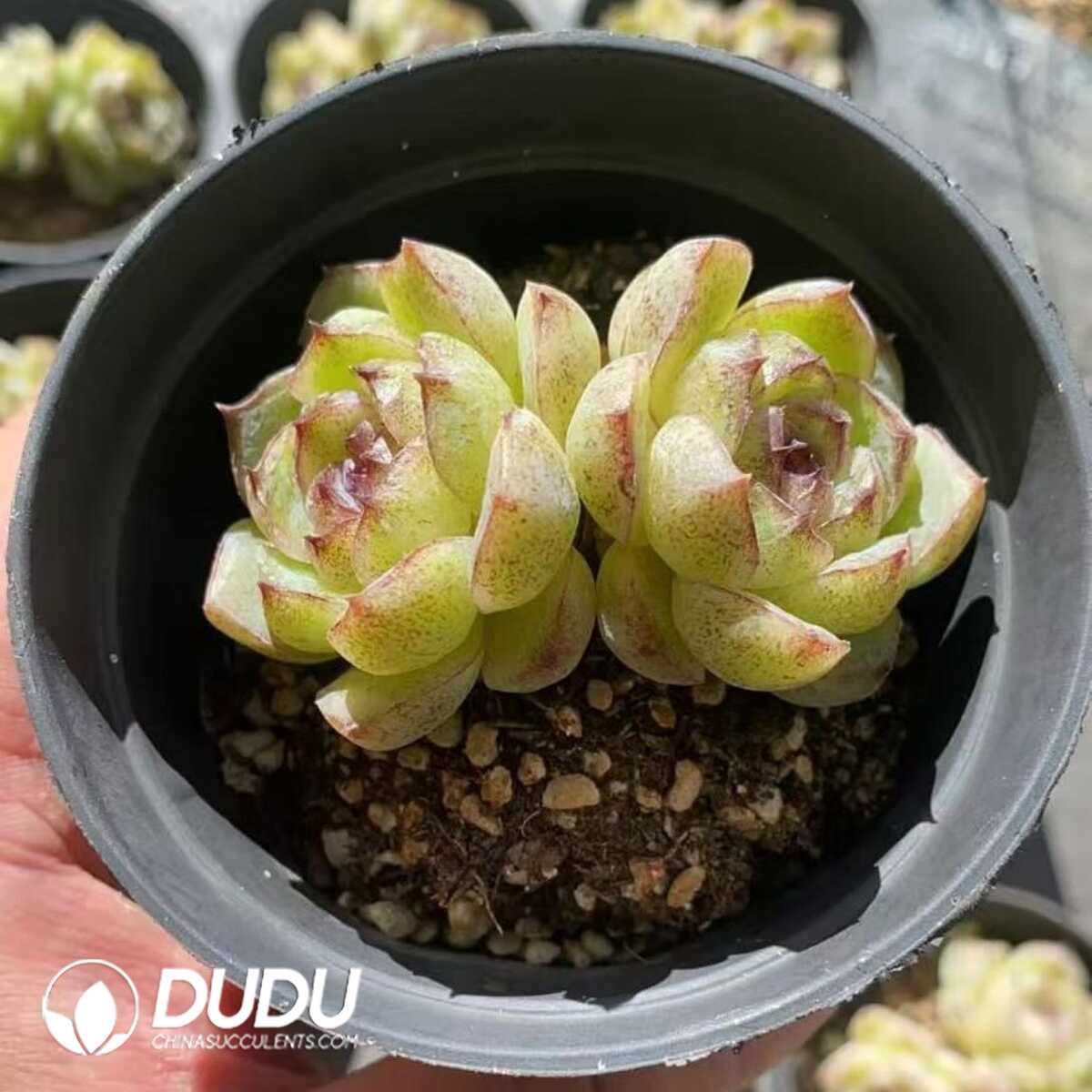 e201-410.jpg Echeveria Sea Soul Double Heads - Image 1