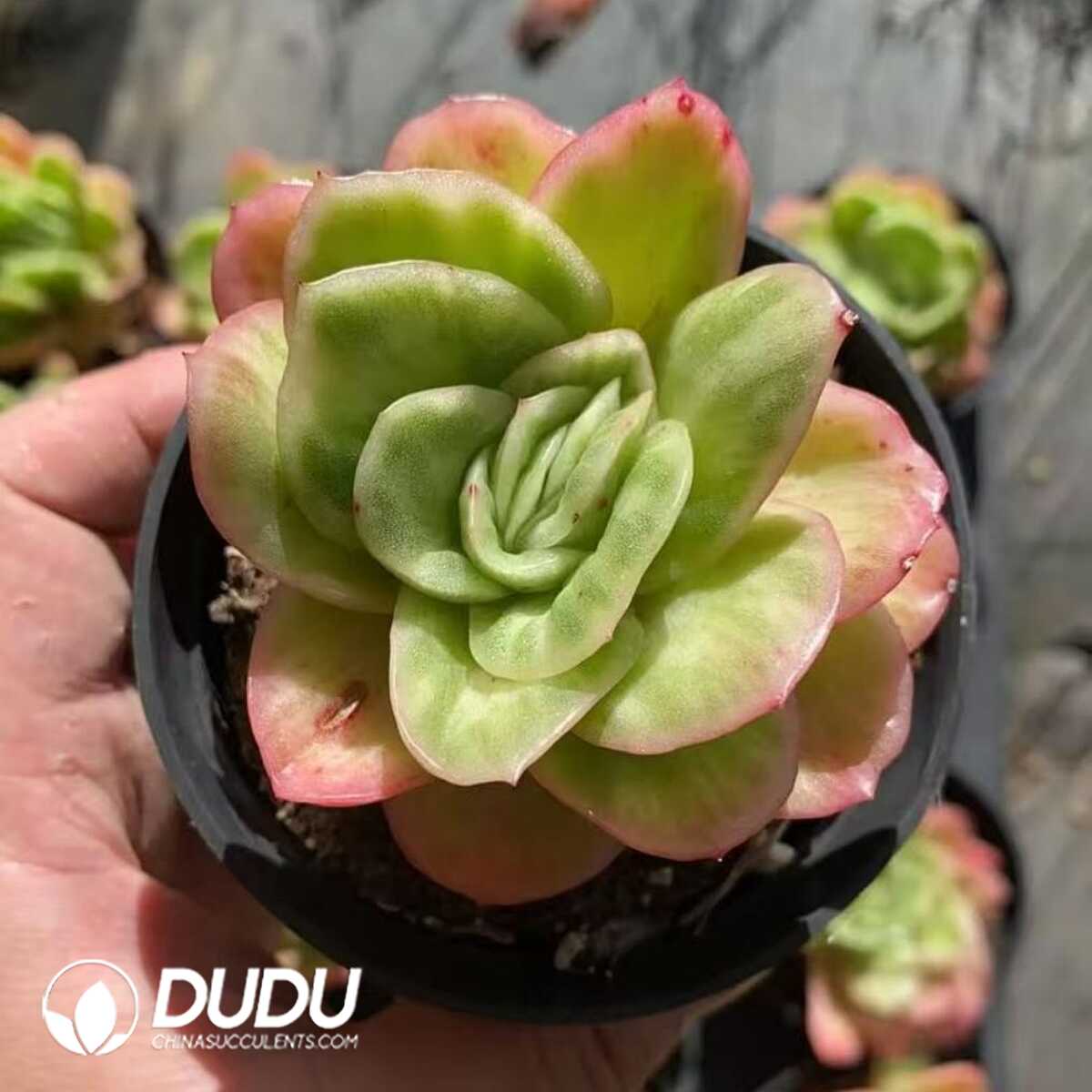 e201-411.jpg Echeveria Ice Rose Variegated - Image 1