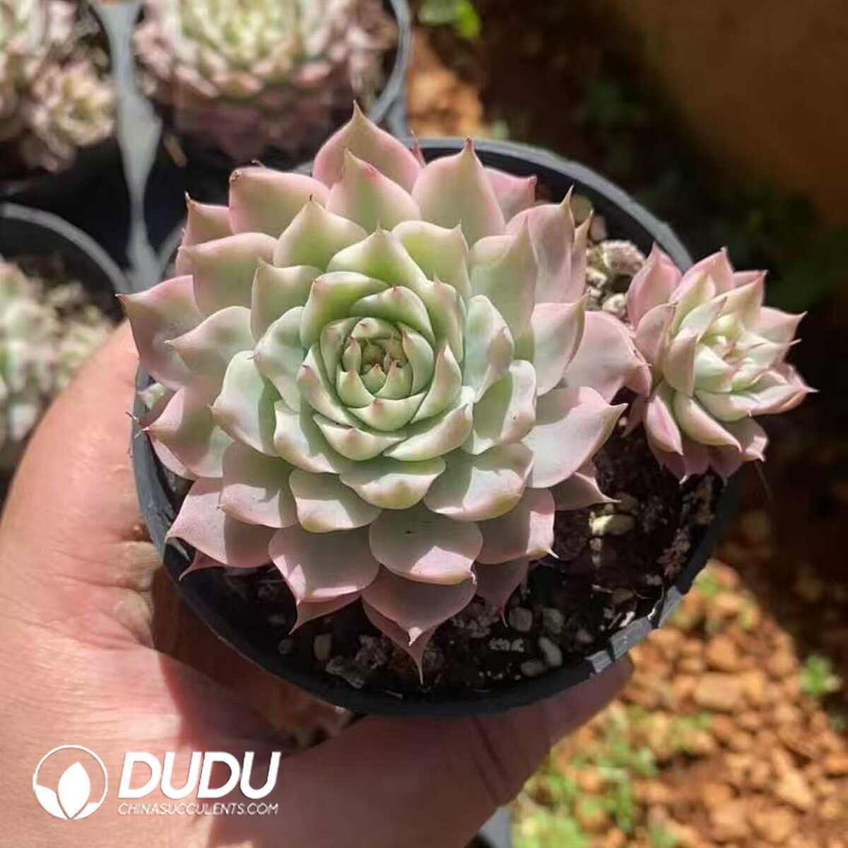 e201-412.jpg Echeveria Margaret Variegated - Image 1