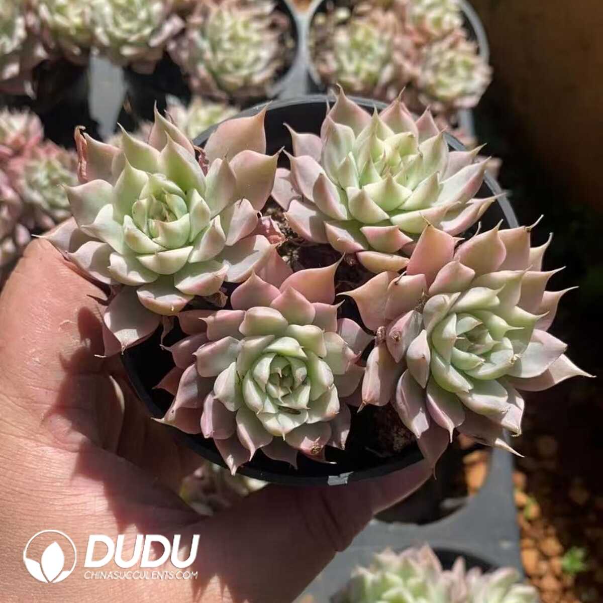 e201-413.jpg Echeveria Margaret Variegated 3-4 Heads Clustering - Image 1