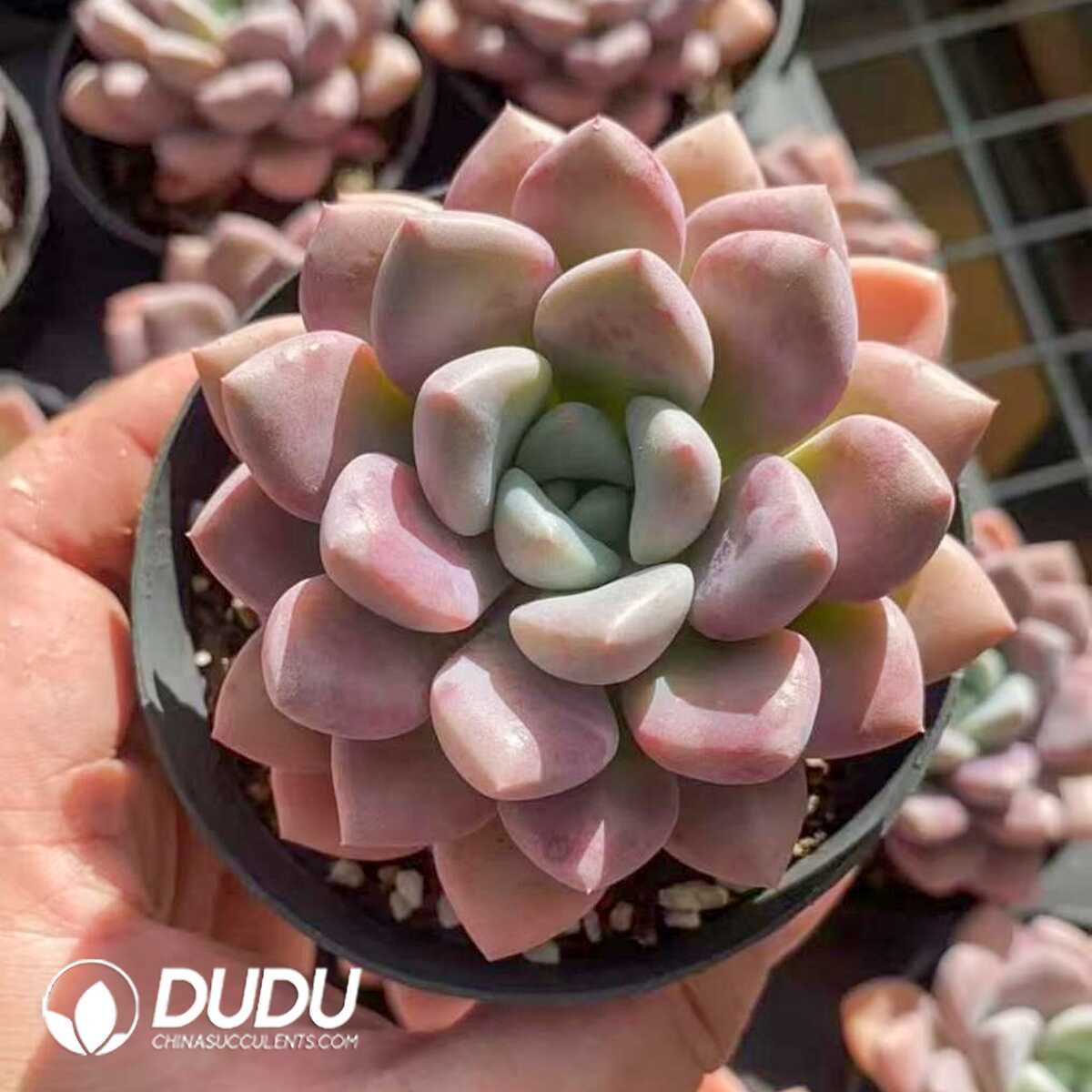 e201-415.jpg Echeveria Spotted Deer - Image 1