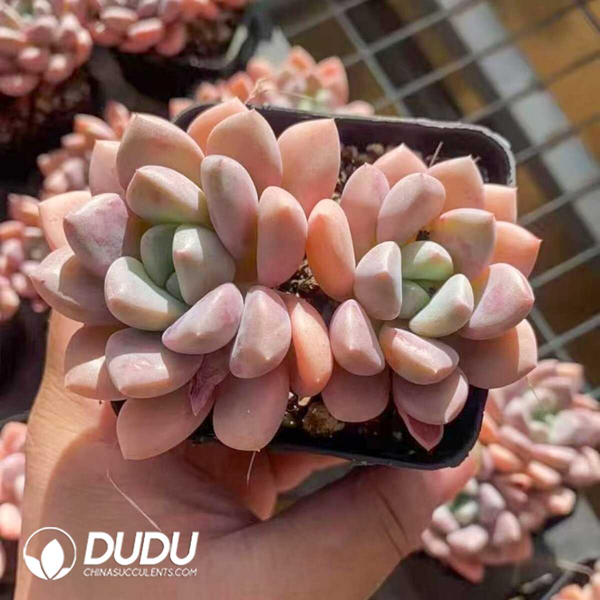 e201-416.jpg Echeveria Spotted Deer Double Head - Image 1