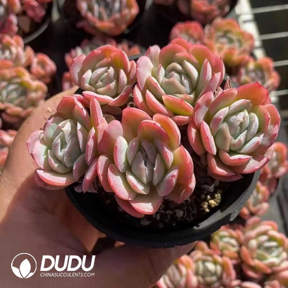 e201-417.jpg Echeveria Rouge Berry 3-5 Heads Clustering - Image 1