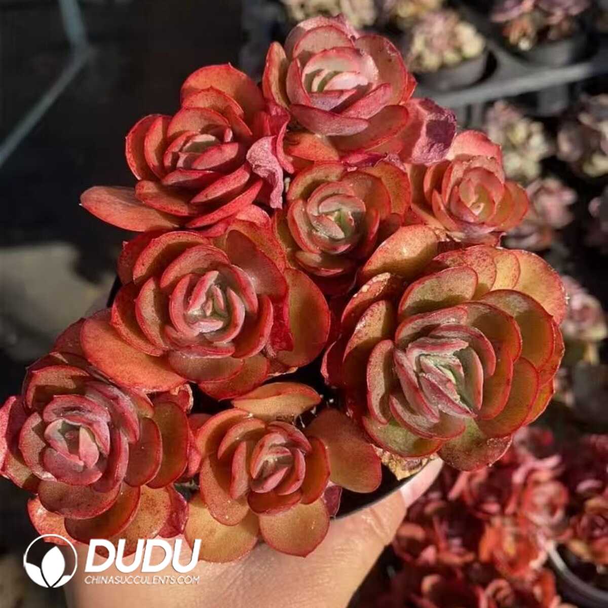 e201-418.jpg Echeveria Suyon Old Trunk 7-8 Heads Clustering - Image 1