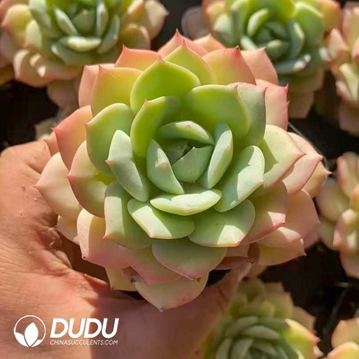 e201-420.jpg Echeveria Love Song - Image 1