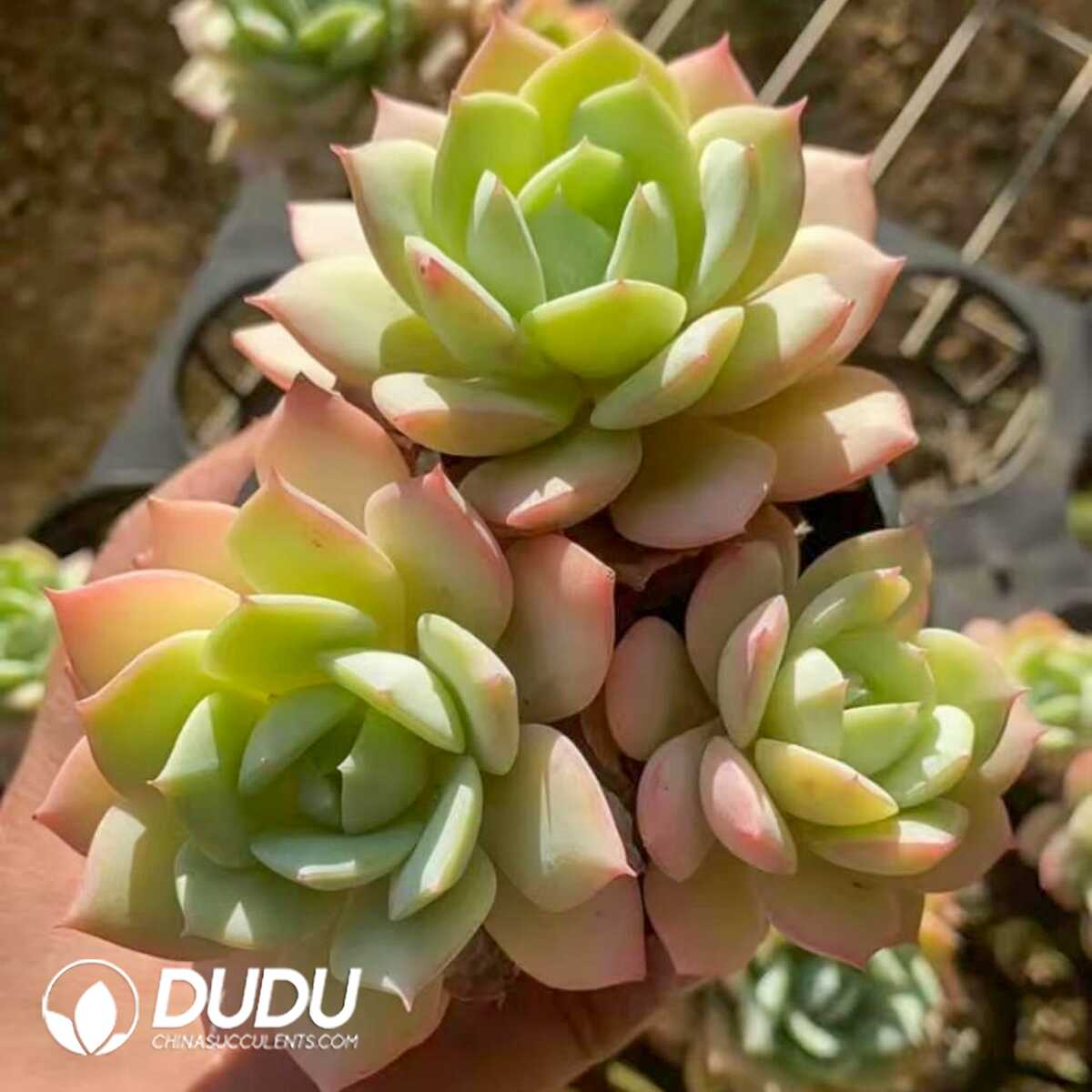 e201-421.jpg Echeveria Love Song Clustering - Image 1