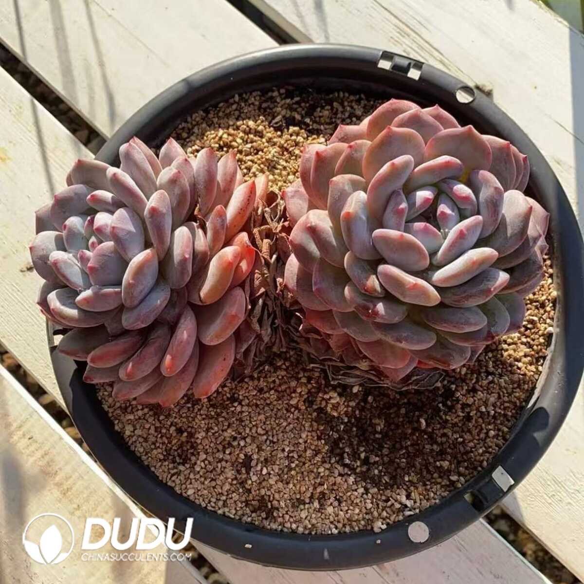 e201-422.jpg Echeveria Korean Orange Double Heads - Image 1