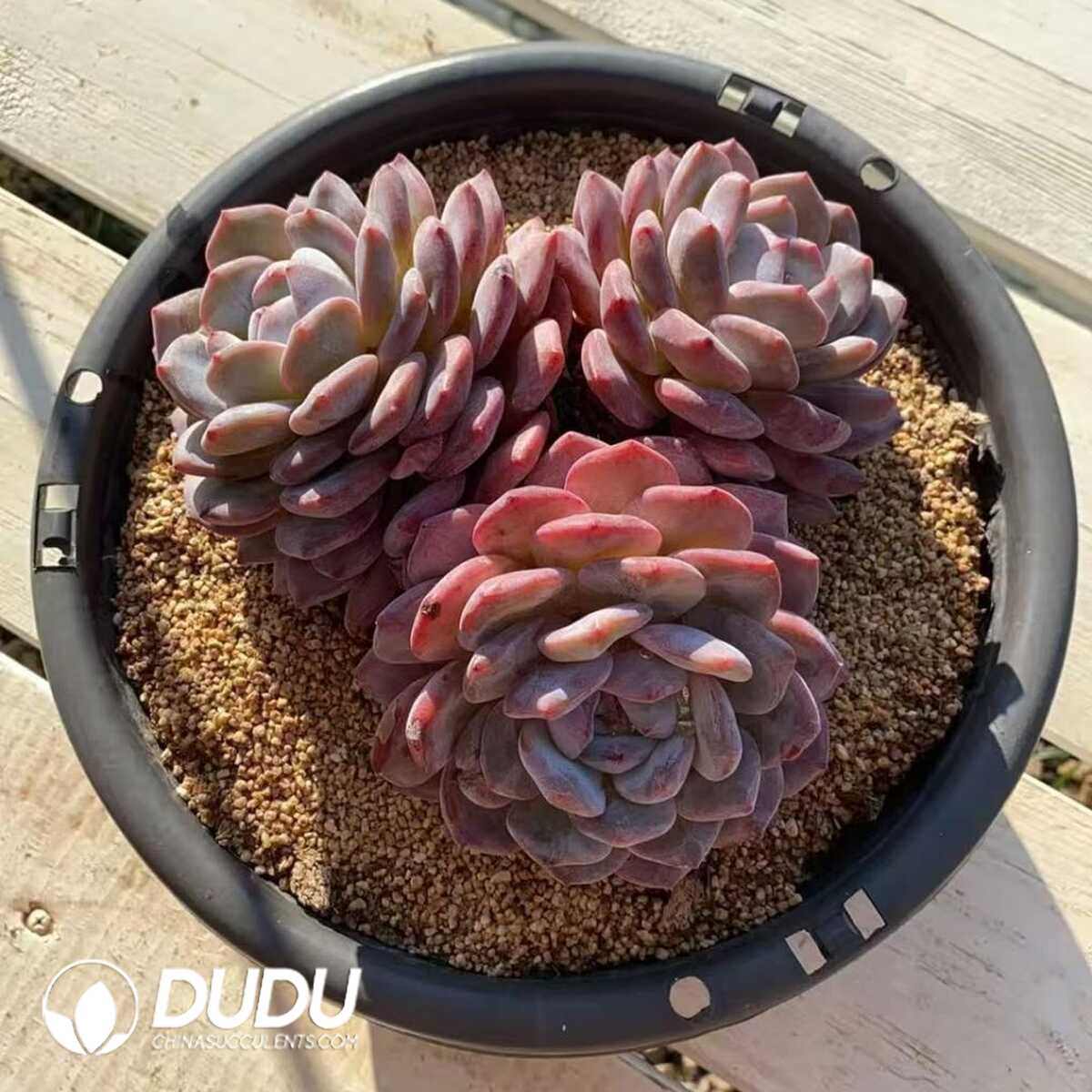 e201-423.jpg Echeveria Korean Orange 3 Heads Clustering - Image 1