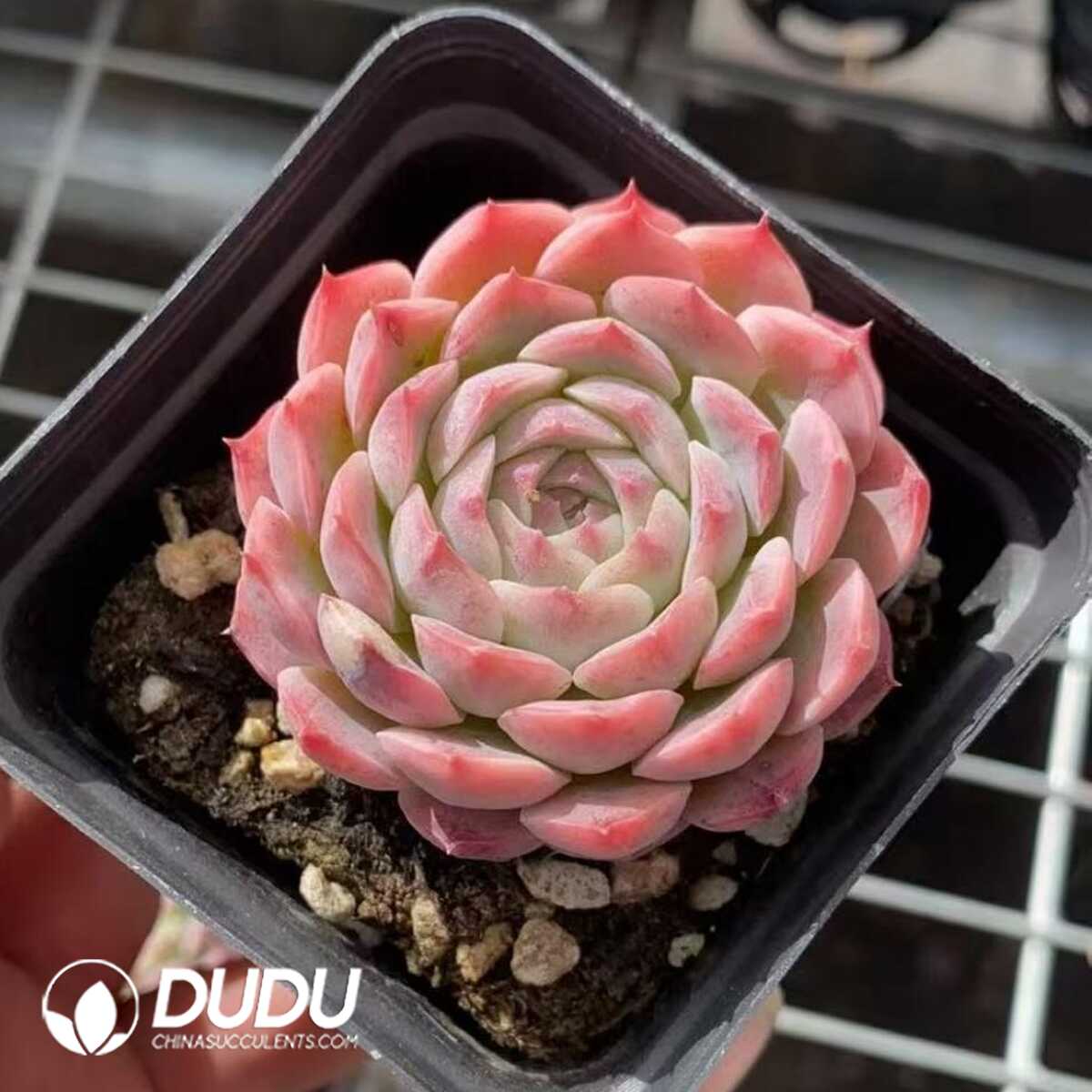 e201-425.jpg Echeveria Pink Bella - Image 1