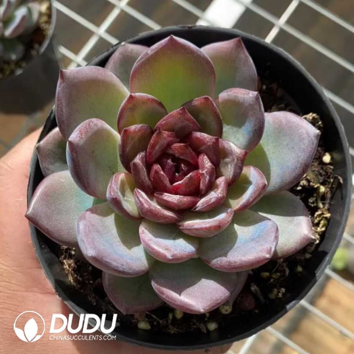 e201-426.jpg Echeveria Night Queen - Image 1