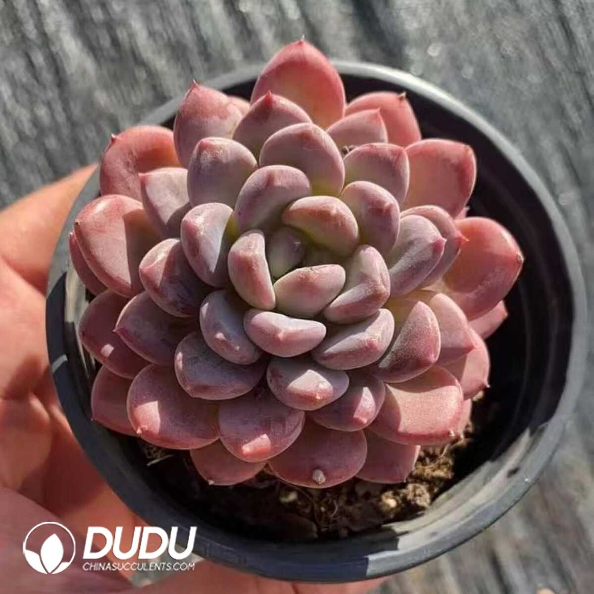 e201-429.jpg Echeveria Pink Jenny - Image 1