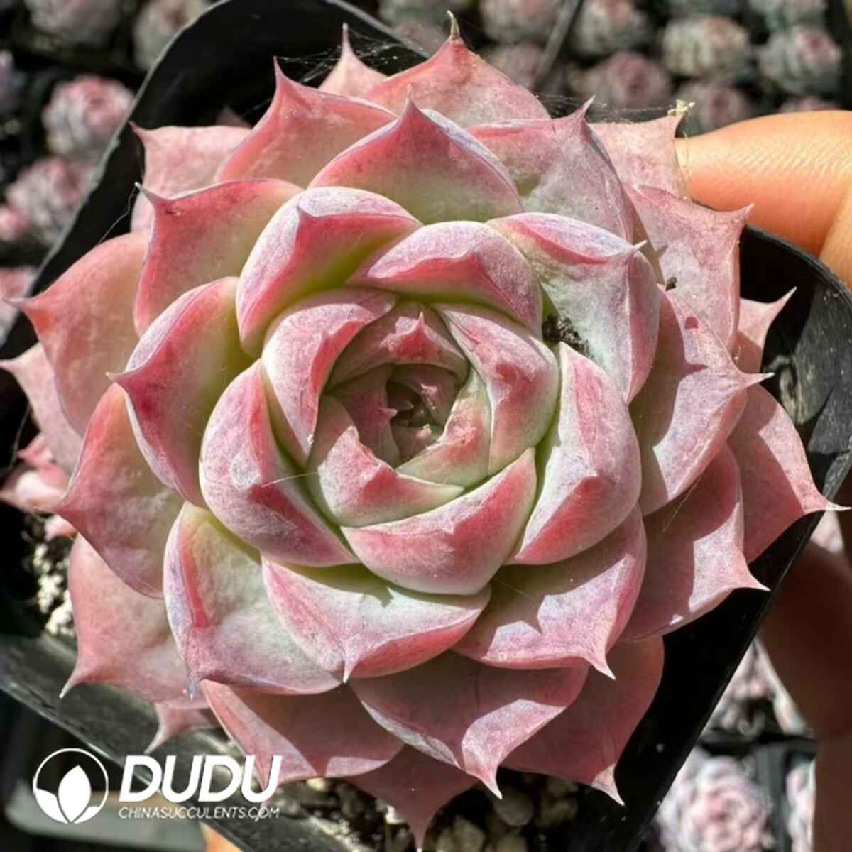 e201-43.jpg Echeveria Traces of Makeup - Image 1