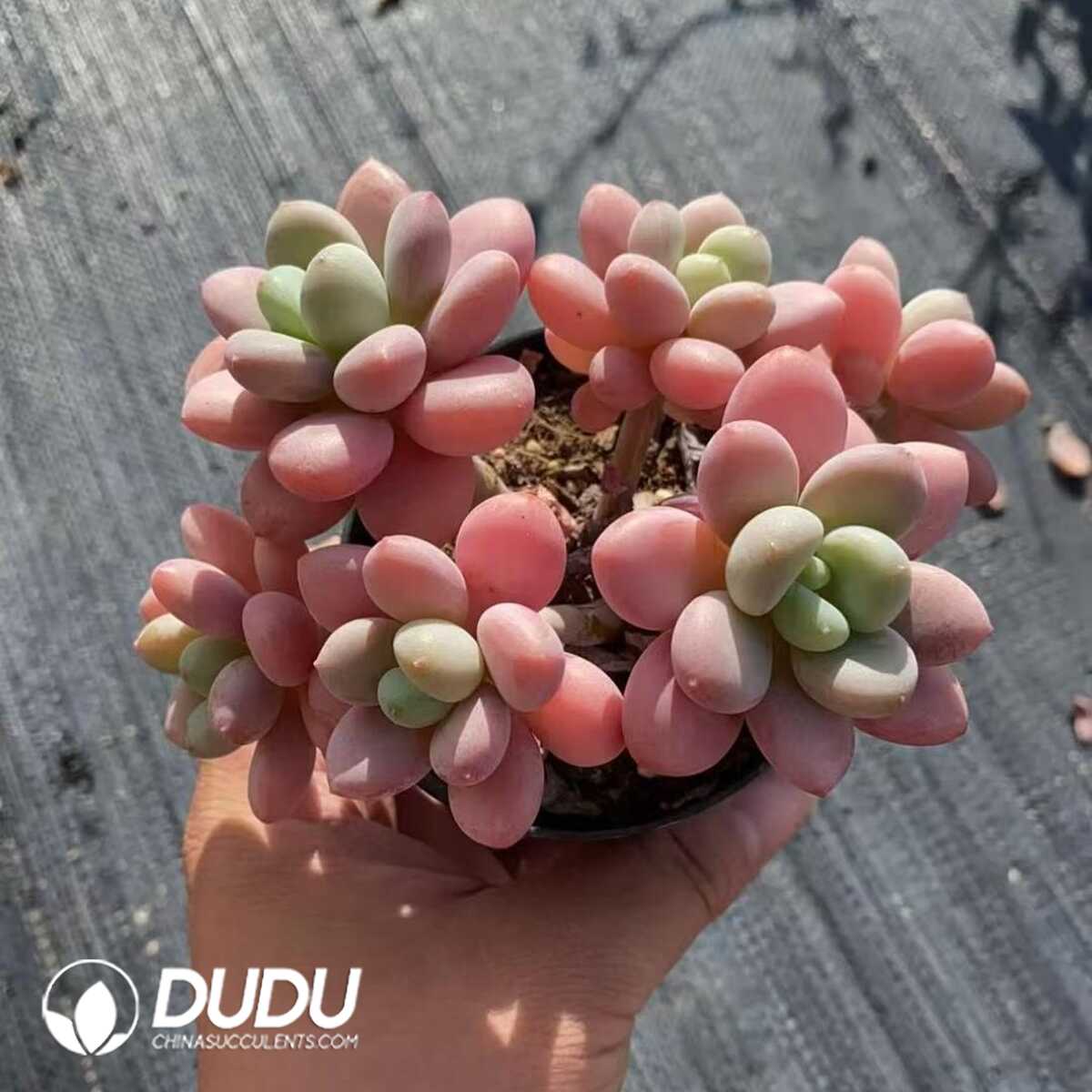 e201-432.jpg Graptosedum Pudgye Miul 6-7 Heads Clustering - Image 1