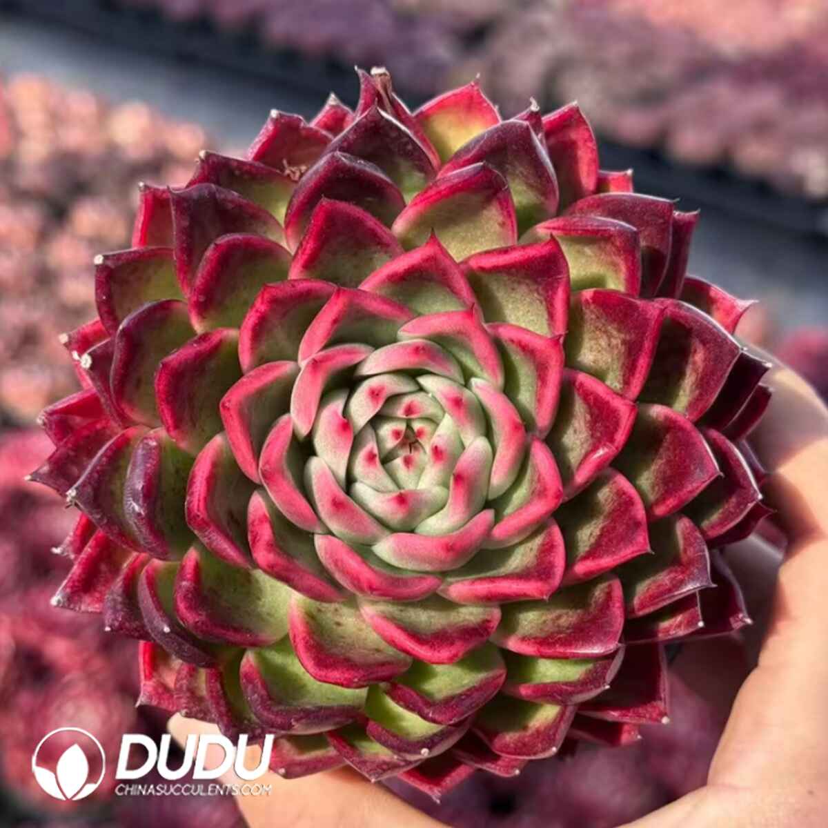 e201-434.jpg Echeveria Everything Red - Image 1