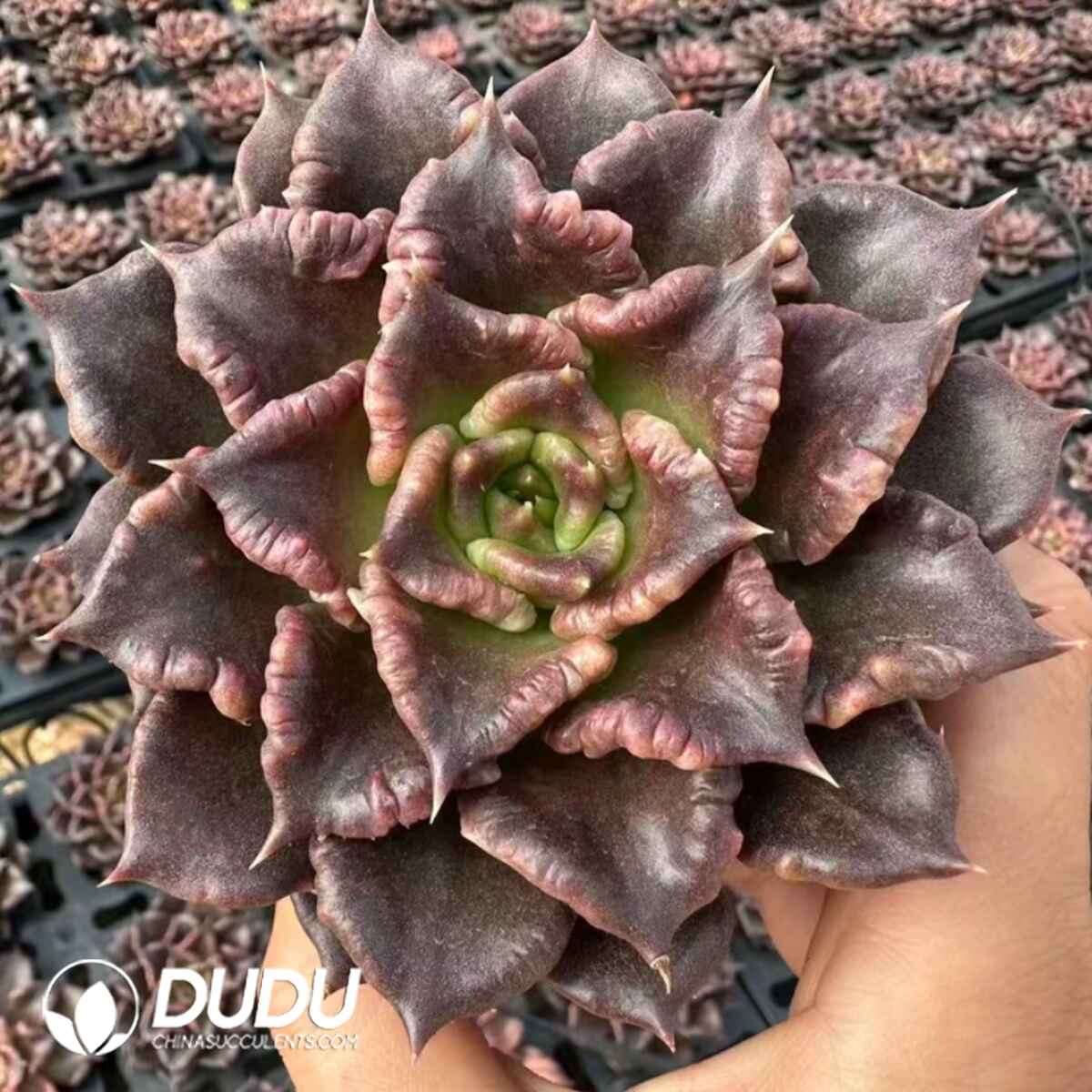 e201-435.jpg Echeveria Black Madiba - Image 1