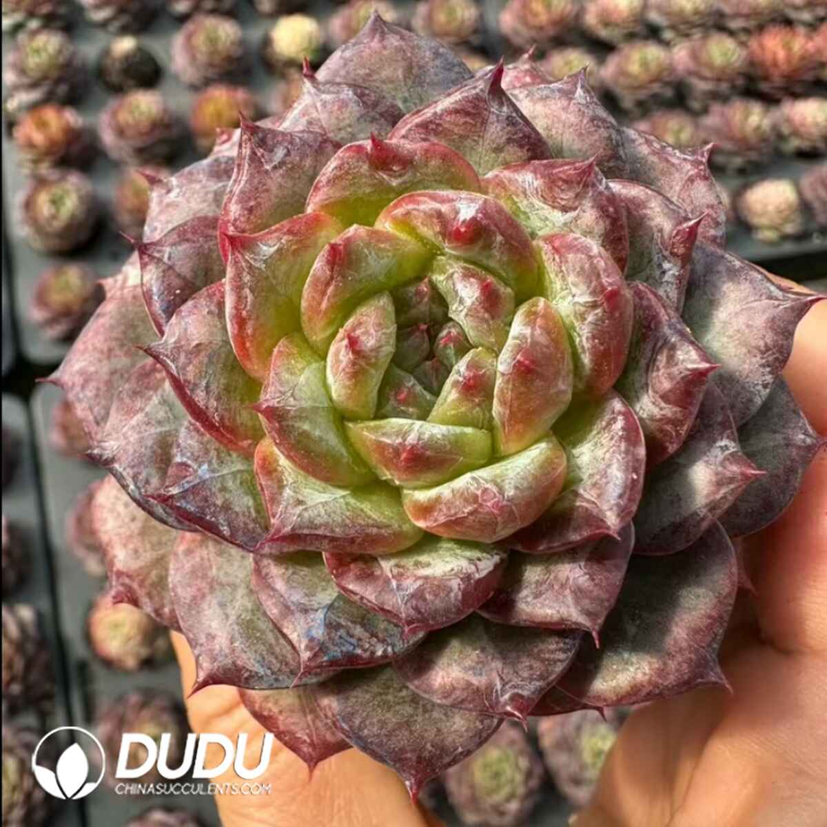 e201-436.jpg Echeveria Heart of Saint Laurent - Image 1