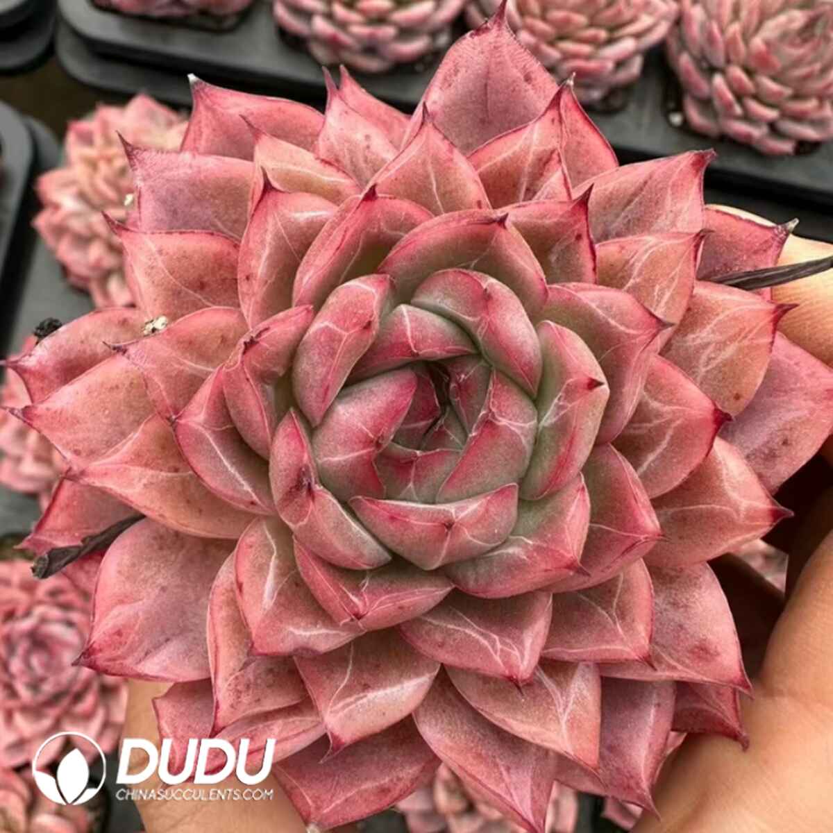 e201-438.jpg Echeveria Ice Black Tea - Image 1