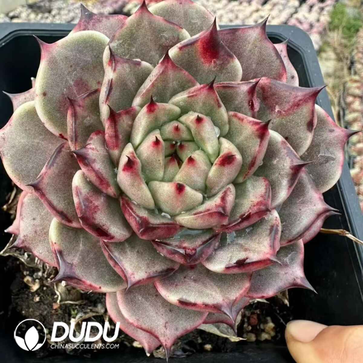 e201-439.jpg Echeveria Gold Steel - Image 1