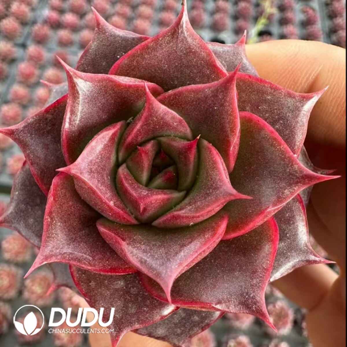 e201-440.jpg Echeveria Ferrole Rose - Image 1