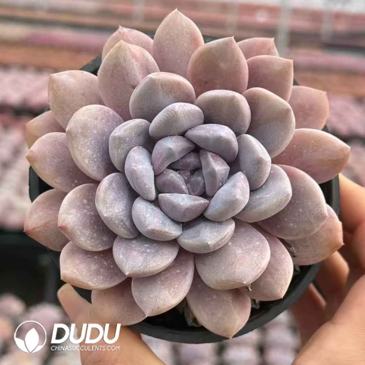 e201-442.jpg Echeveria Pipal Tree Seed - Image 1