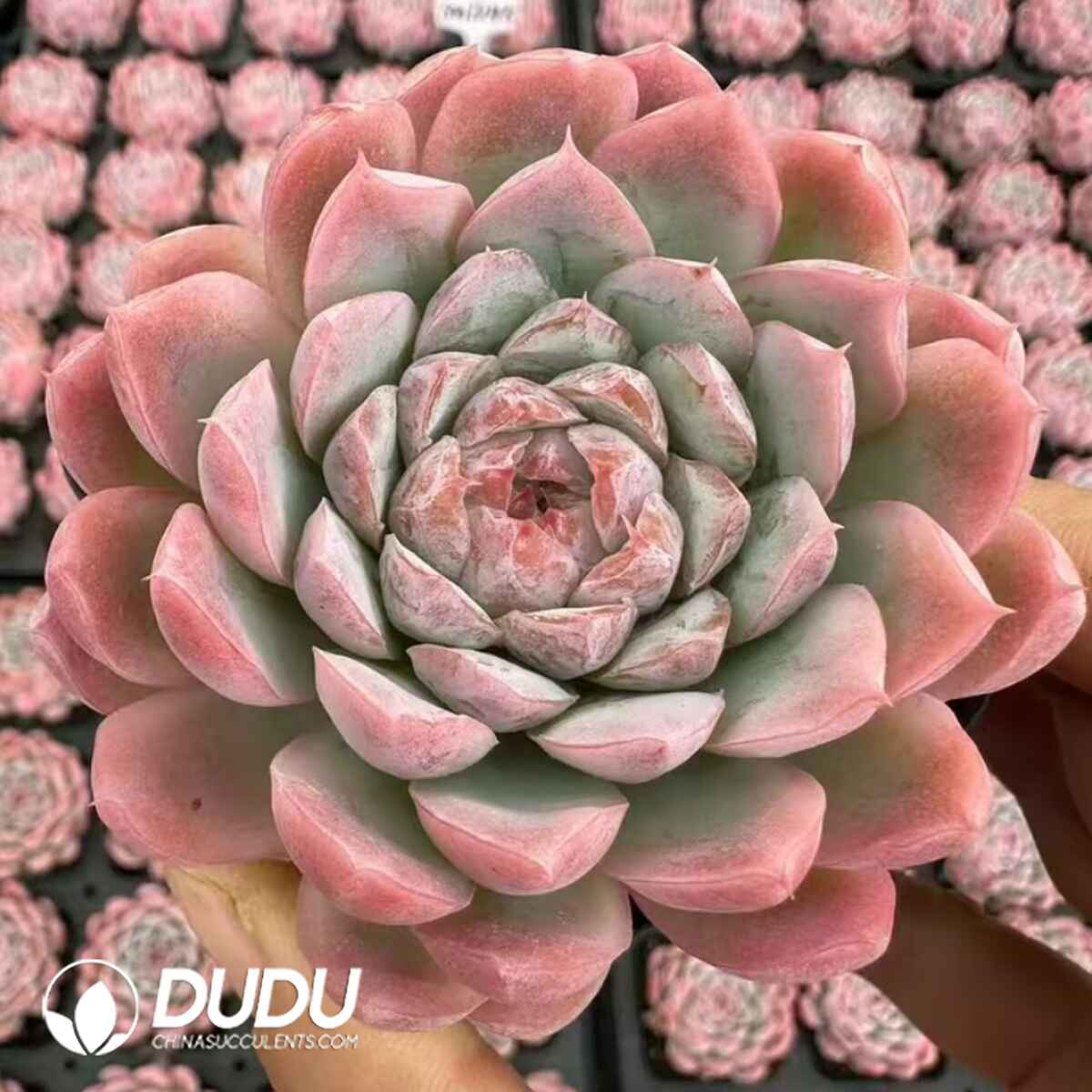 e201-444.jpg Echeveria Smiling Assassin - Image 1