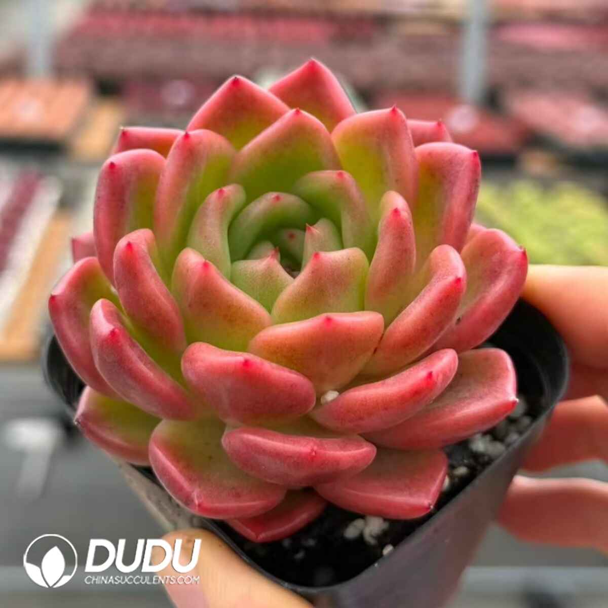 e201-446.jpg Echeveria Quantum Star Orange - Image 1