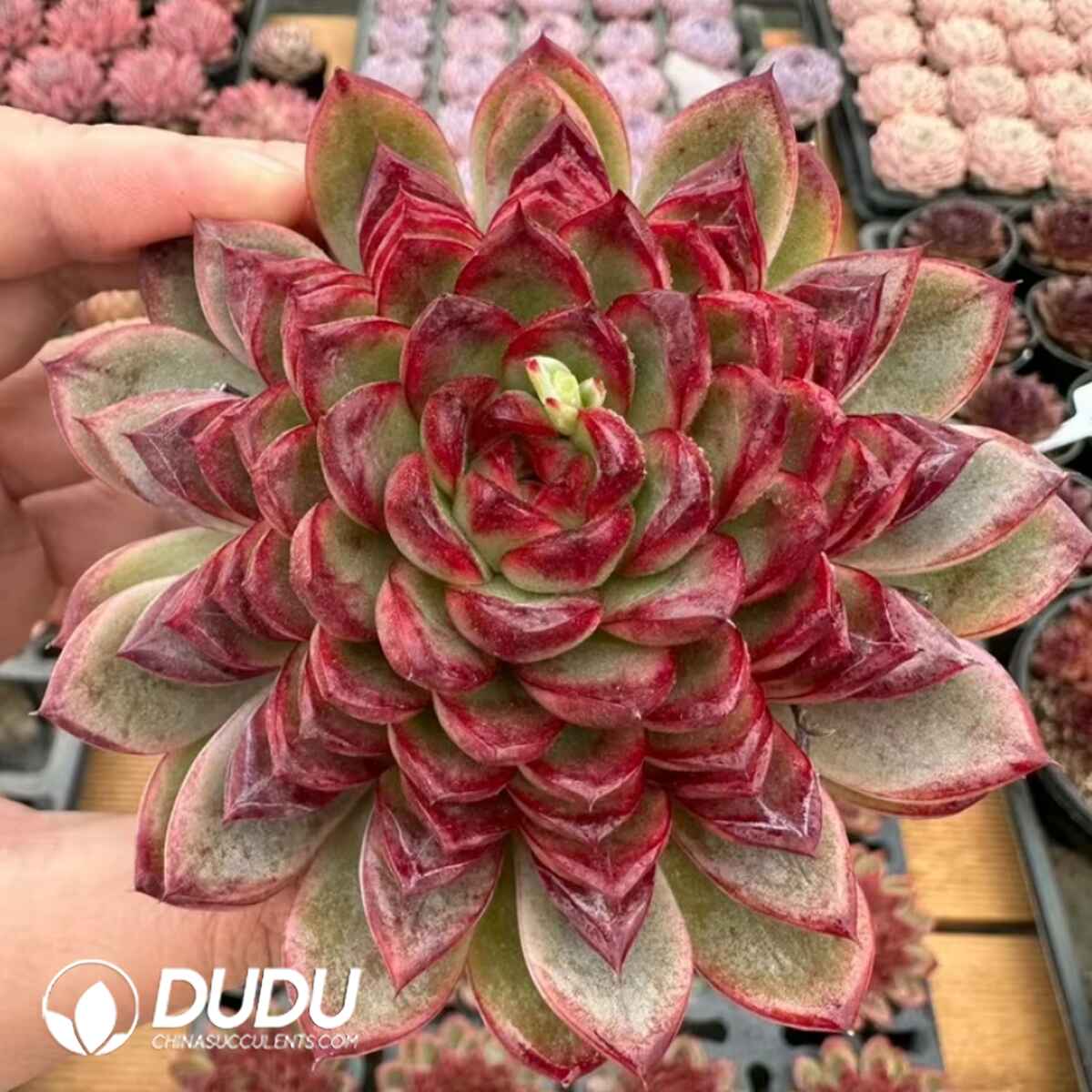 e201-448.jpg Echeveria Passionate Rose - Image 1