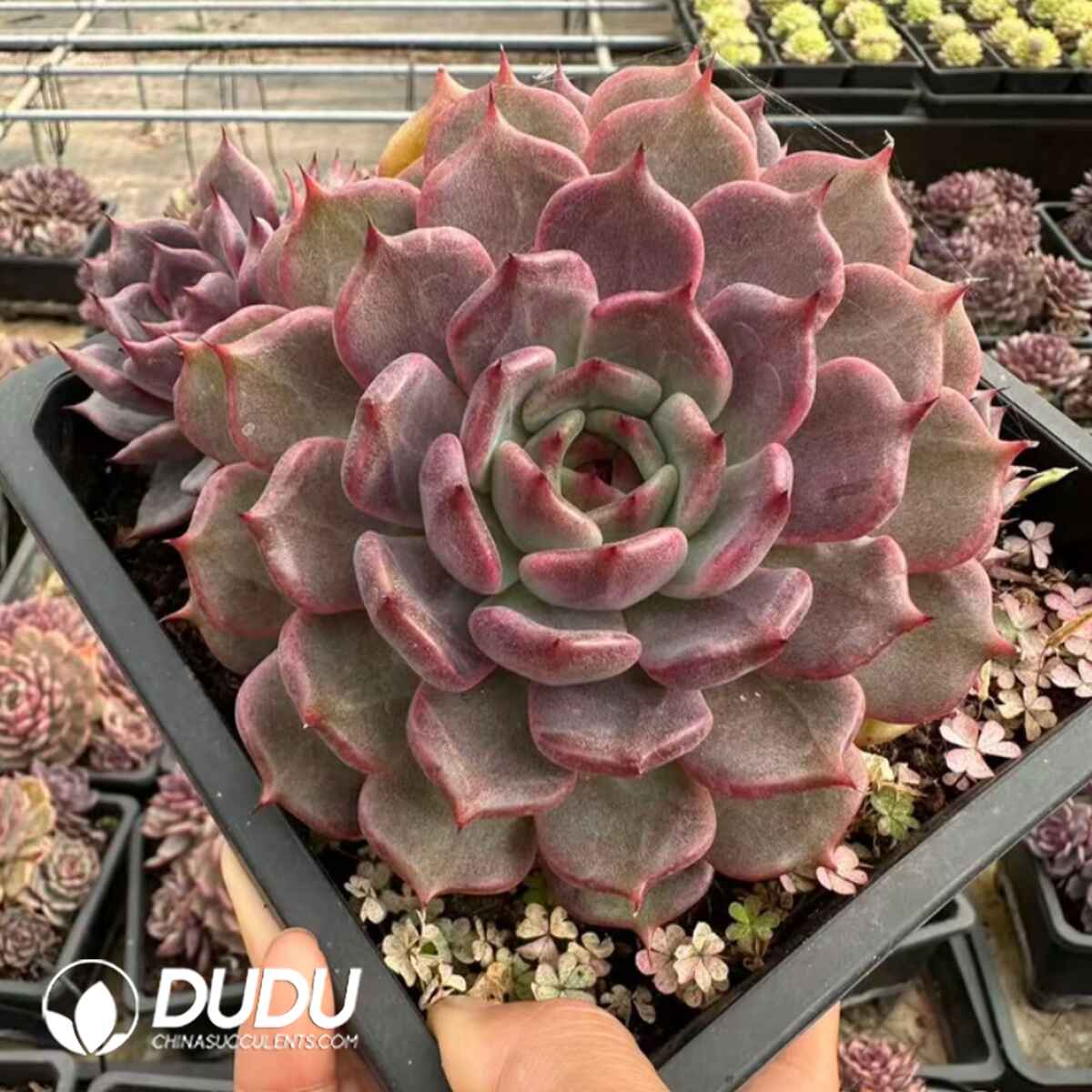 e201-449.jpg Echeveria Xuanying - Image 1