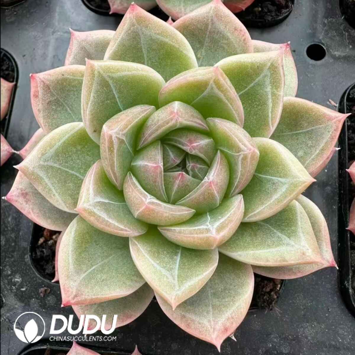 e201-451.jpg Echeveria Blue Crane - Image 1