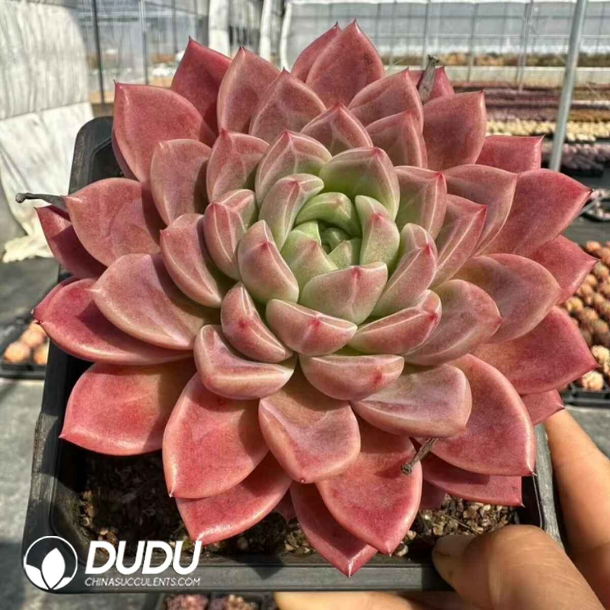 e201-454.jpg Echeveria The Great Jade Pool - Image 1