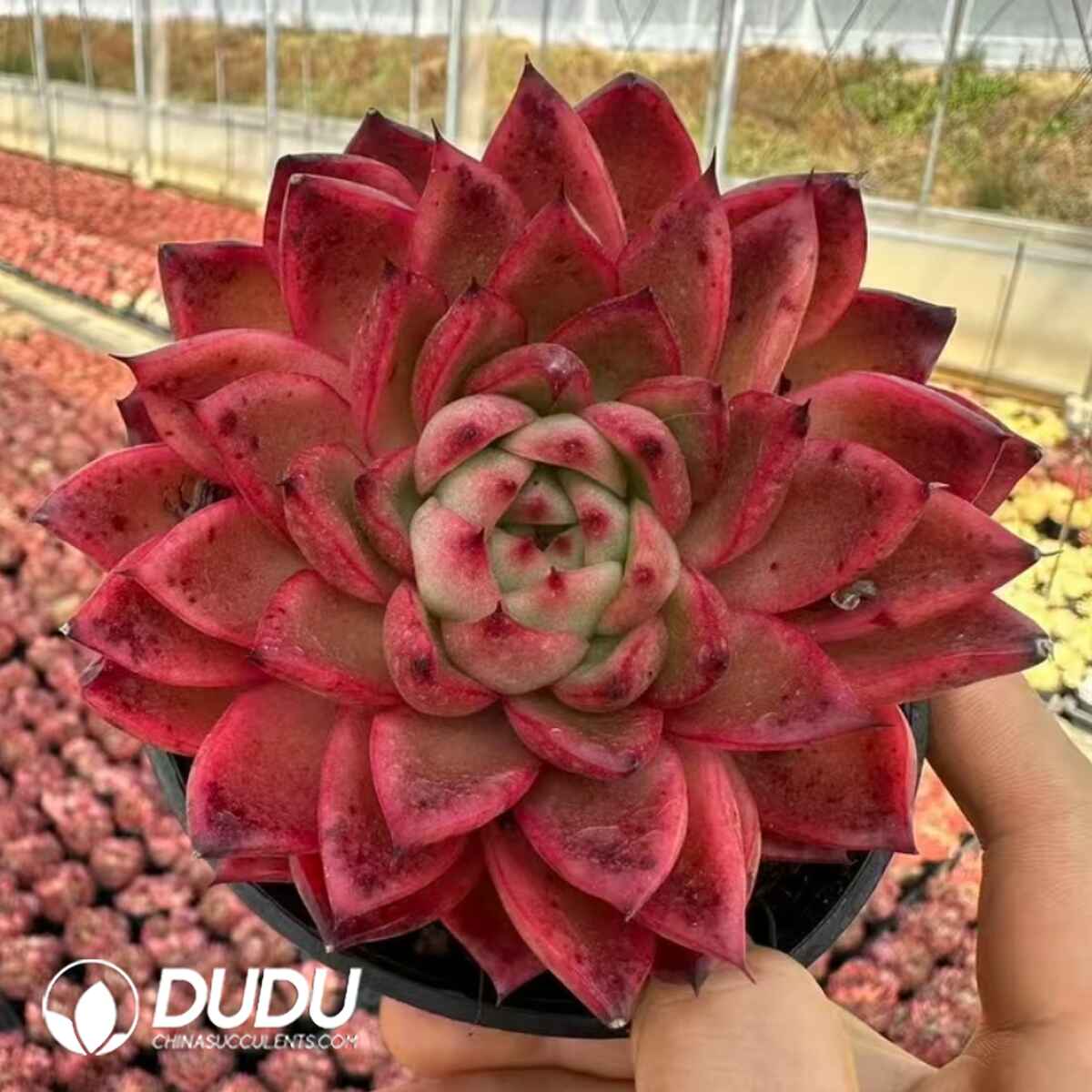 e201-461.jpg Echeveria Chixia Danni - Image 1