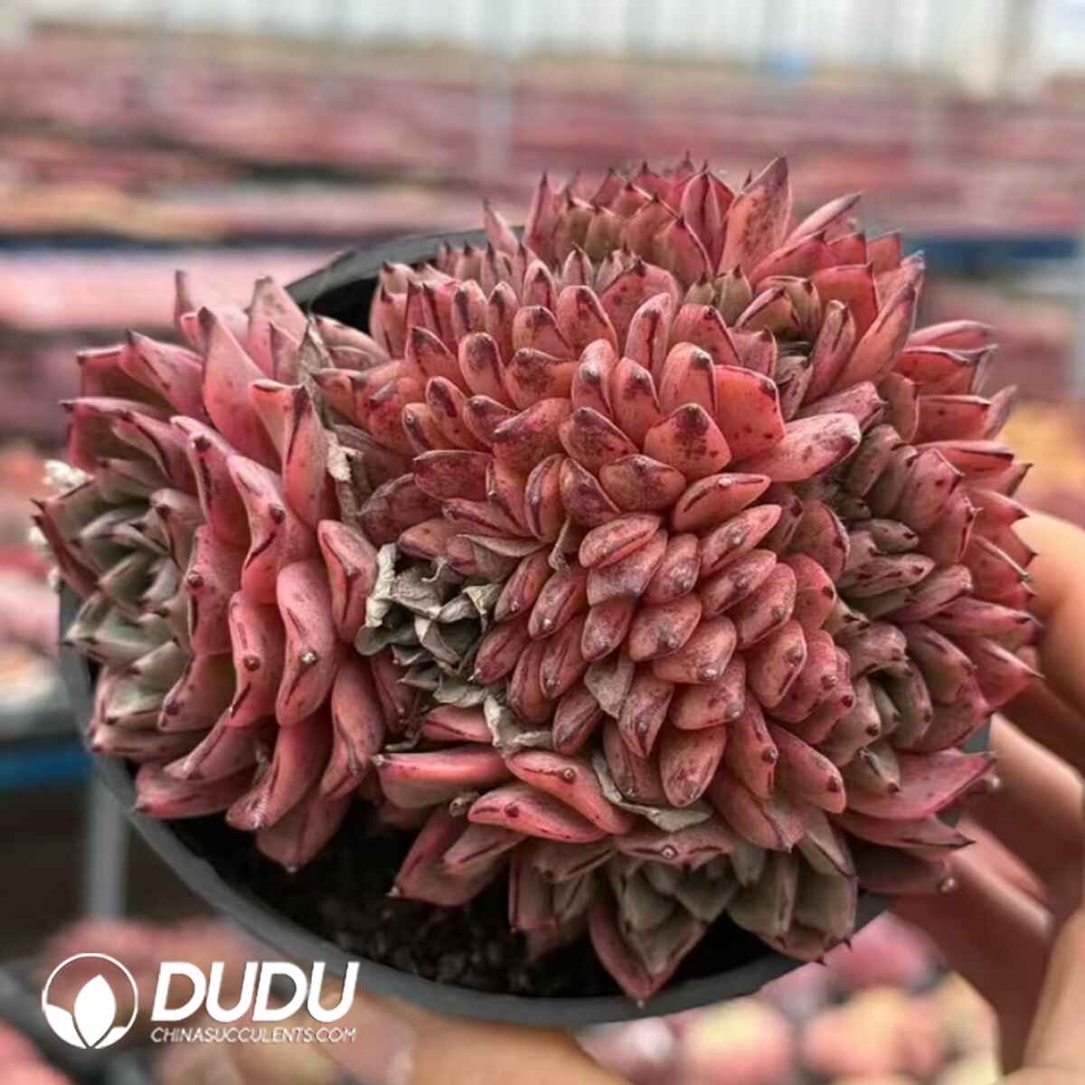 e201-462.jpg Echeveria Breakpoint Cristata - Image 1