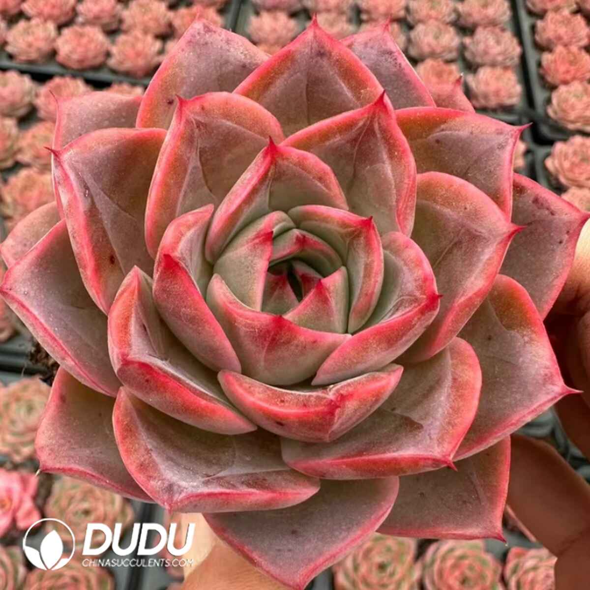 e201-464.jpg Echeveria Princess Iron Fan - Image 1