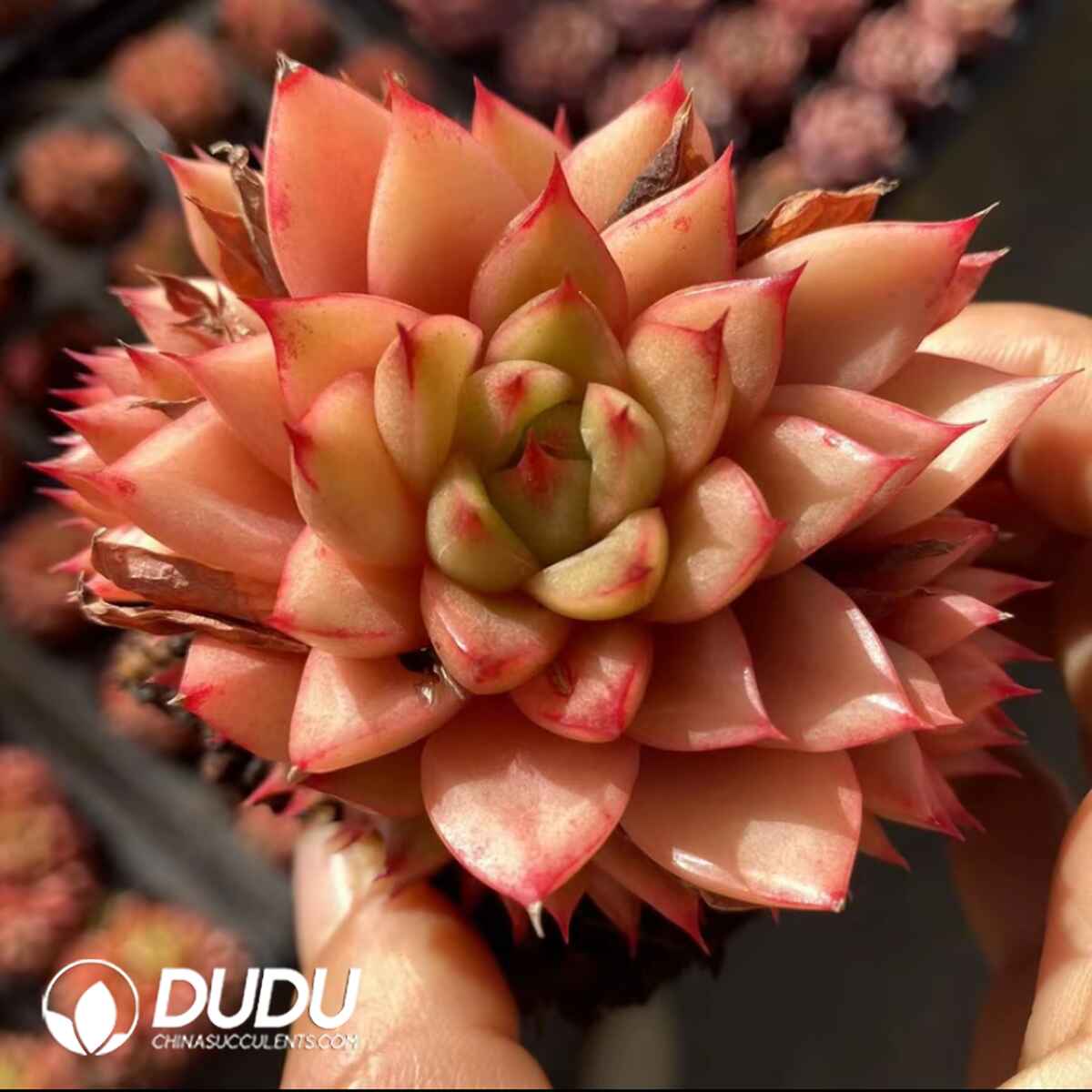 e201-47.jpg Echeveria Romantic Clustering - Image 1