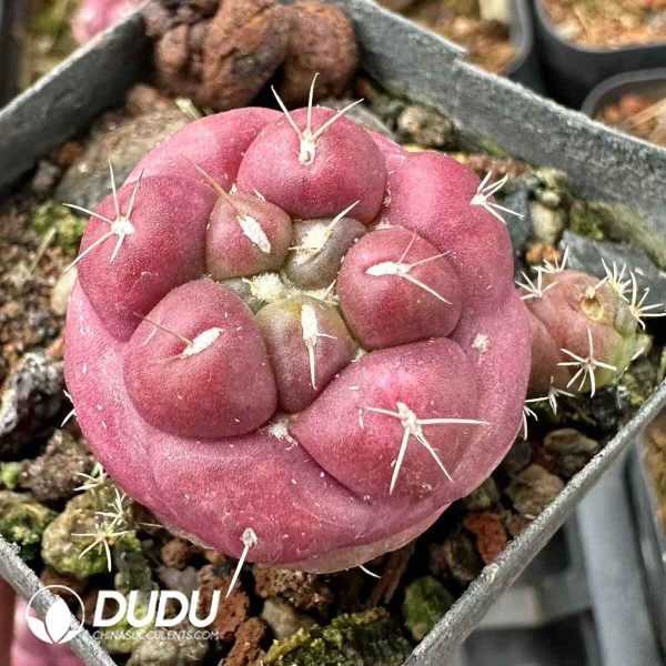 Red Coryphantha Elephantidens - Image 1