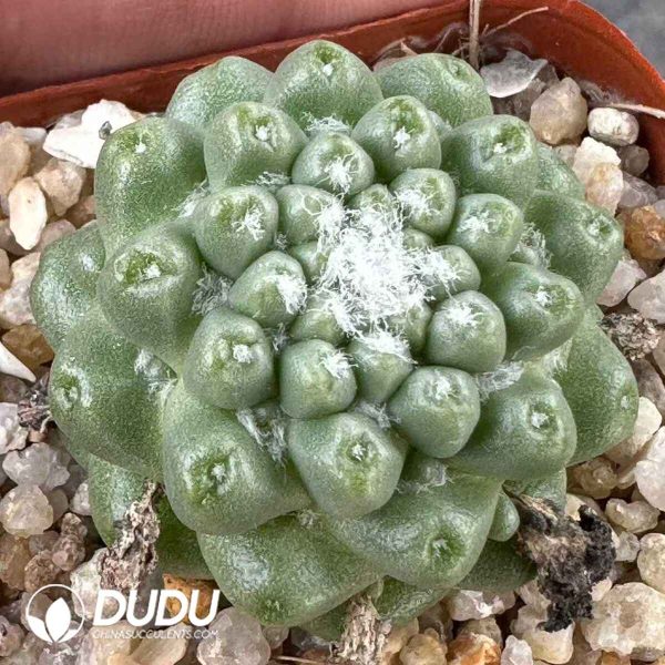 Mammillaria schumannii f. inermis - Image 1