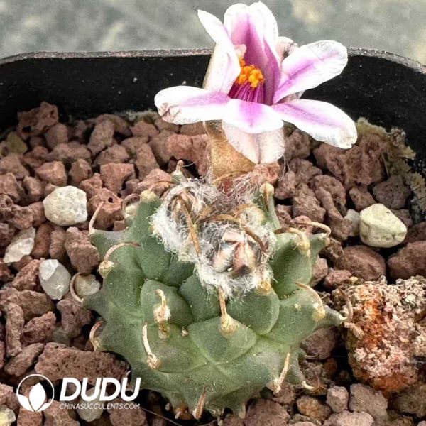 Turbinicarpus andersonii - Image 1