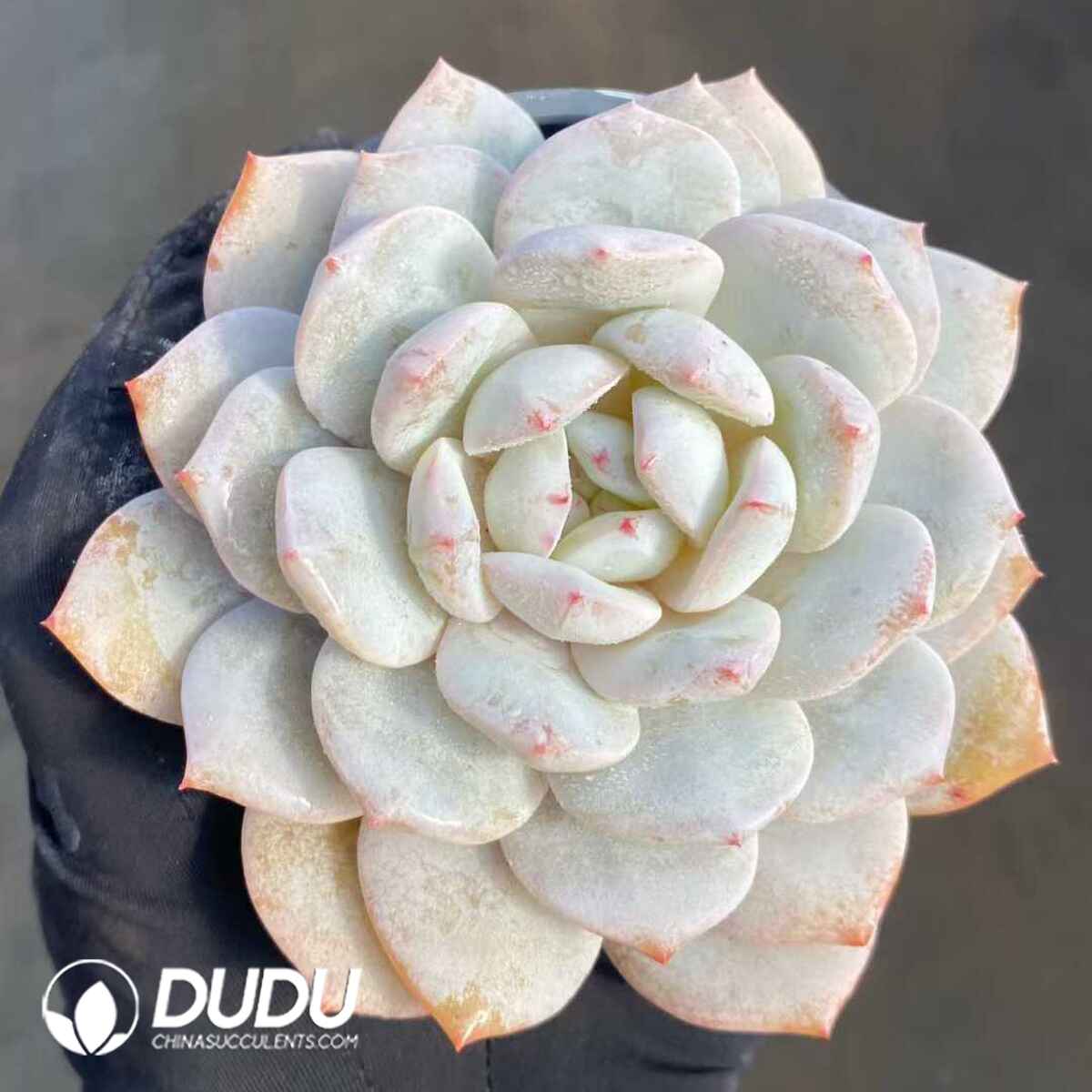 e201-479.jpg Echeveria Shirley - Image 1