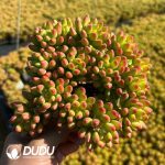 Sedum Alice Evans Clustering