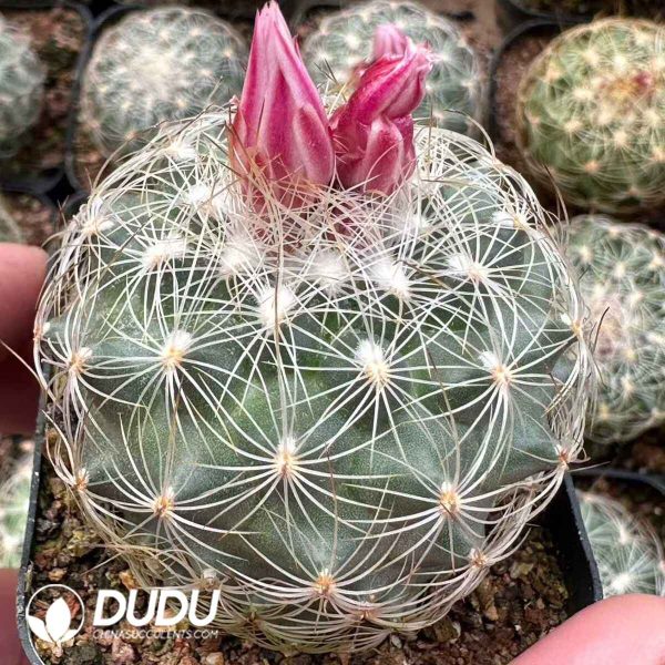 Parodia White Amber Beauty - Image 1