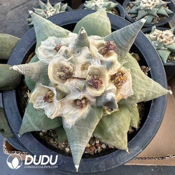 Ariocarpus retusus - Image 1