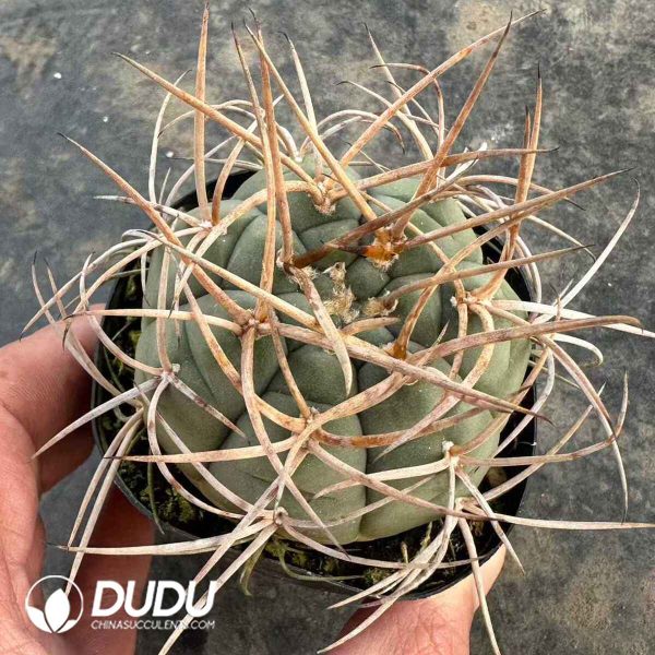 Gymnocalycium Strong Spine Hikari-Rin - Image 1