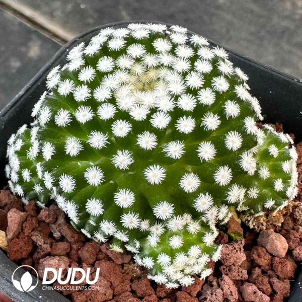 Mammillaria Fotou Shunsei (with pups) - Image 1