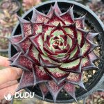 Echeveria Devil