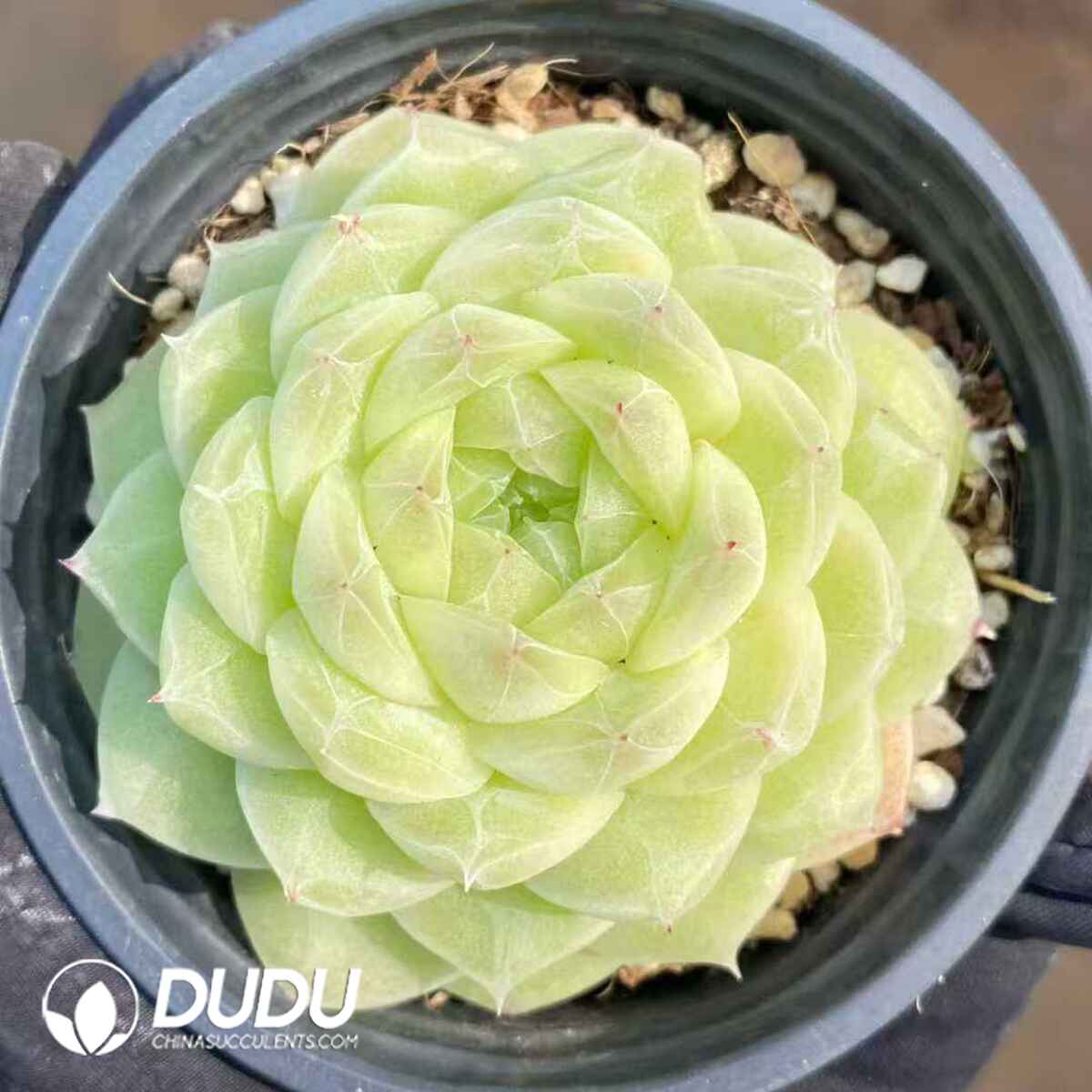 e201-491.jpg Echeveria Lihua White - Image 1