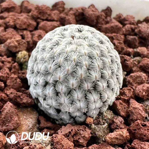 Mammillaria Feather Ball - Image 1