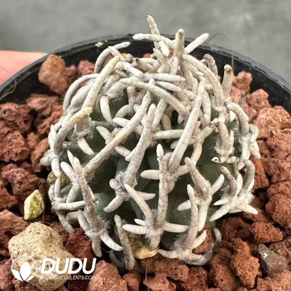 Ariocarpus Asuka - Image 1