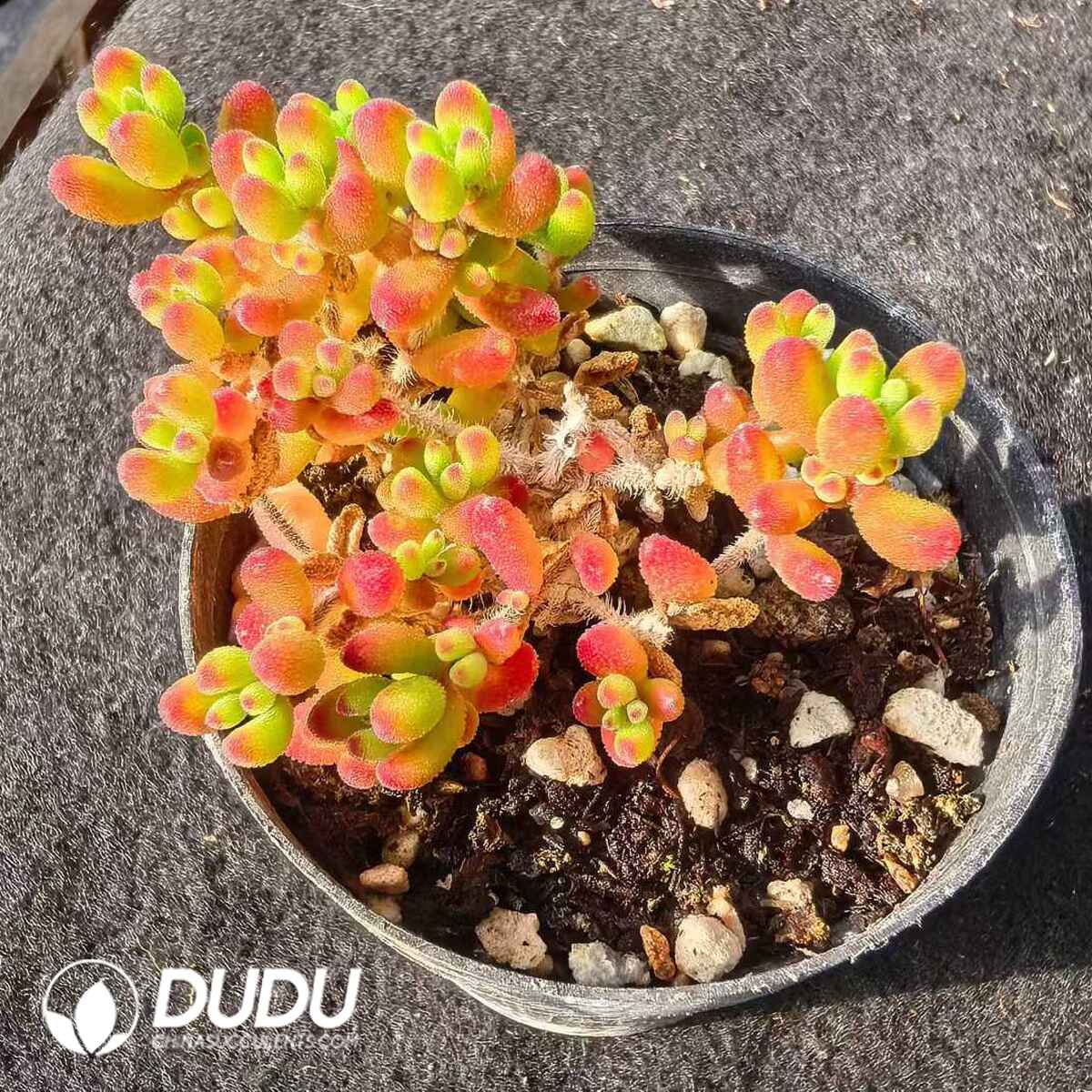 e201-498.jpg Echinocereus Ice Crystal Ruby - Image 1