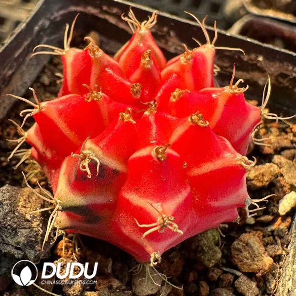 Gymnocalycium Botan Variegated - Image 1
