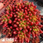 (Scattered)Sedum Rubrotinctum Clustering